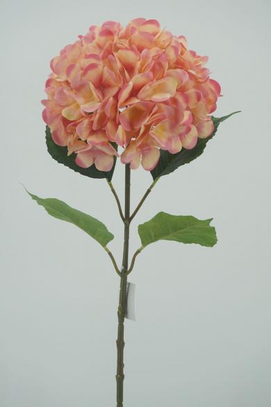 P68P58