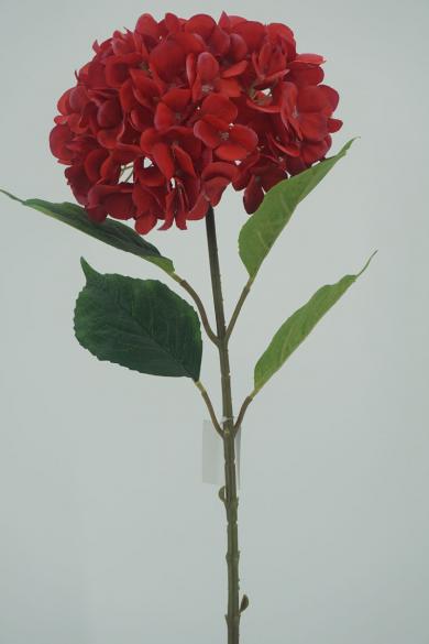 R50P65