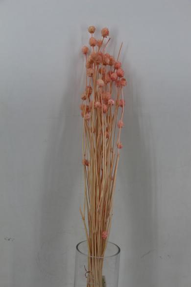 dry flower 50g/bun