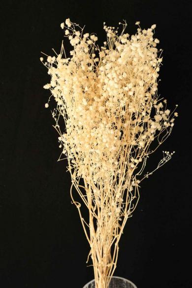 gypsophila preserved 50gm